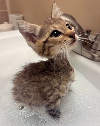 Illustration de l'article : Ce chaton hurlait dans un égout alors qu’un orage arrivait, ils ont tout risqué pour le sauver à temps