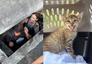Illustration de l'article : Ce chaton hurlait dans un égout alors qu’un orage arrivait, ils ont tout risqué pour le sauver à temps
