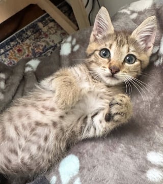 Illustration de l'article : Ce chaton hurlait dans un égout alors qu’un orage arrivait, ils ont tout risqué pour le sauver à temps