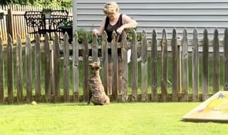 Illustration de l'article : D’ordinaire timide et réactif, un chien traumatisé par son passé développe un tendre lien avec sa voisine (vidéo)