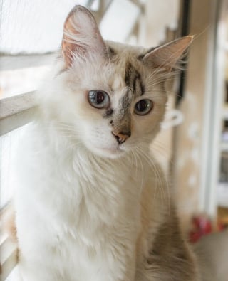 Illustration de l'article : Cette chatte introuvable depuis 9 mois vivait dans un autre foyer à seulement 2 km du sien
