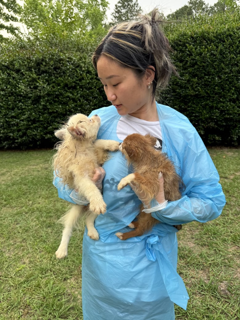 Illustration de l'article : Sortis d’une usine à chiots, ces 3 rescapés vivent une véritable transformation après avoir reçu leurs premiers soins