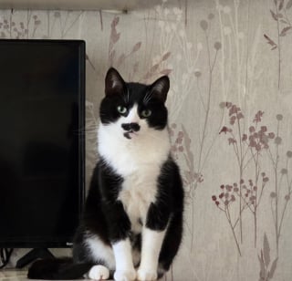 Illustration de l'article : De la rue au feu des projecteurs, ce chat sauvé est désormais vu aux côtés de grands acteurs