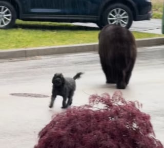 Illustration de l'article : Voyant un ours s’approcher du salon de beauté de sa maîtresse, une chienne intrépide n’hésite pas à se lancer à sa poursuite (vidéo) 