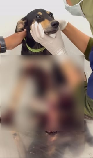 Illustration de l'article : Après avoir vu un chiot traîné sur le bitume par son maître à moto, une dame prend ses soins en charge et lui cherche une famille aimante