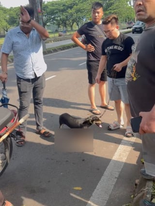 Illustration de l'article : Après avoir vu un chiot traîné sur le bitume par son maître à moto, une dame prend ses soins en charge et lui cherche une famille aimante