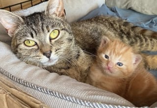 Illustration de l'article : Recueillie par une passante avec son seul chaton survivant, cette chatte dévoile son adorable caractère au sein de sa famille d’accueil