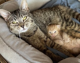 Illustration de l'article : Recueillie par une passante avec son seul chaton survivant, cette chatte dévoile son adorable caractère au sein de sa famille d’accueil