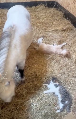 Illustration de l'article : Cette jeune maman poney partage son étable avec son nouveau-né et un chaton qu’elle considère comme son fils (vidéo)