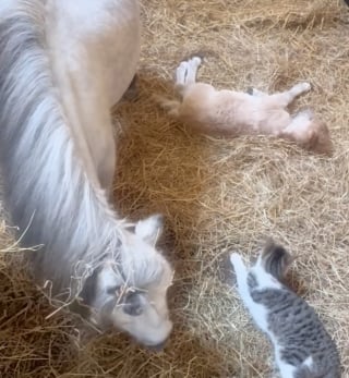 Illustration de l'article : Cette jeune maman poney partage son étable avec son nouveau-né et un chaton qu’elle considère comme son fils (vidéo)