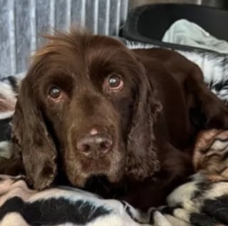 Illustration de l'article : Après 12 ans passés auprès de sa maîtresse et des adieux déchirants, ce chien doit tout recommencer à zéro dans un refuge