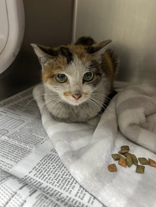 Illustration de l'article : Embarquée clandestinement dans un conteneur, une chatte survit à un long voyage de 3 semaines en mer (vidéo)