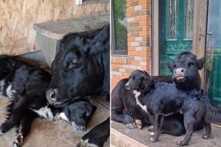 Illustration de l'article : Une vache noue une amitié unique avec un chien, qu’elle considère comme son petit (vidéo)
