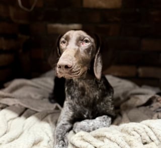 Illustration de l'article : Un chien abandonné sans remords sur une aire de repos trouve enfin sa place dans la vie en croisant le chemin d’une jeune femme (vidéo)