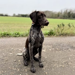 Illustration de l'article : Un chien abandonné sans remords sur une aire de repos trouve enfin sa place dans la vie en croisant le chemin d’une jeune femme (vidéo)