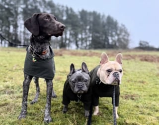 Illustration de l'article : Un chien abandonné sans remords sur une aire de repos trouve enfin sa place dans la vie en croisant le chemin d’une jeune femme (vidéo)