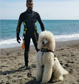 Illustration de l'article : Ce courageux Caniche a surmonté sa peur des bruits et de la foule et sauve désormais des vies à la plage