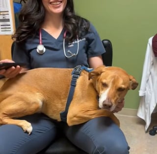 Illustration de l'article : Ce chien de 18 kilos perd tous ses moyens face à un chaton minuscule dans la salle du vétérinaire (vidéo)
