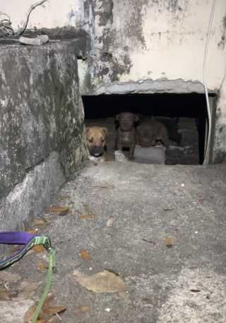 Illustration de l'article : Une femme pensait sauver une seule chienne, mais découvre une famille entière de 9 chiots terrée sous une maison