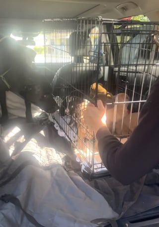 Illustration de l'article : Une femme pensait sauver une seule chienne, mais découvre une famille entière de 9 chiots terrée sous une maison
