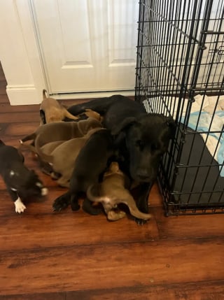 Illustration de l'article : Une femme pensait sauver une seule chienne, mais découvre une famille entière de 9 chiots terrée sous une maison