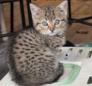 Illustration de l'article : Un chaton de 4 semaines trouvé seul dans une cave découvre avec bonheur les joies de la vie de famille