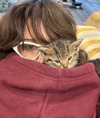 Illustration de l'article : Un chaton de 4 semaines trouvé seul dans une cave découvre avec bonheur les joies de la vie de famille