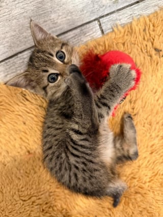 Illustration de l'article : Un chaton de 4 semaines trouvé seul dans une cave découvre avec bonheur les joies de la vie de famille