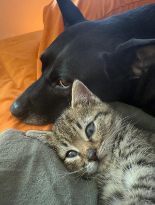 Illustration de l'article : Un chaton de 4 semaines trouvé seul dans une cave découvre avec bonheur les joies de la vie de famille