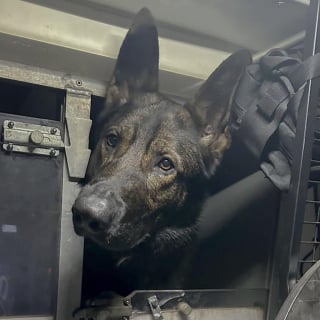 Illustration de l'article : Traqué dans les bois, ce motard fugitif tombe nez à nez avec un chien policier plus rapide que lui