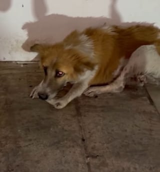 Illustration de l'article : Une équipe au secours des animaux victimes collatérales après le crash du Boeing 787 d’Air India