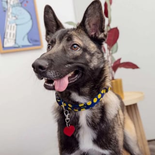 Illustration de l'article : Ce chien rescapé d'un feu de forêt et incapable d'ouvrir sa gueule à cause d'une blessure est désormais prêt pour un nouveau départ