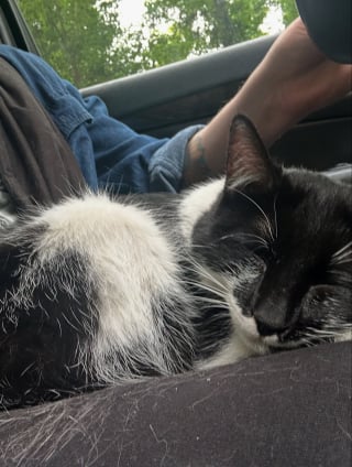 Illustration de l'article : Elle aperçoit un chat sur l’autoroute et comprend qu’il avait une famille autrefois en voyant son comportement 