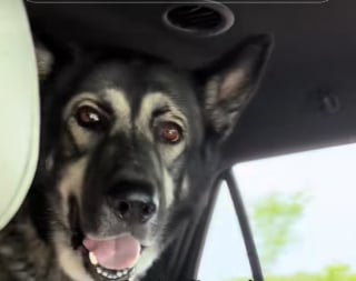 Illustration de l'article : Ce chien, grand fan de Metallica, se met à hurler dès les premières notes de sa musique préférée (vidéo) 