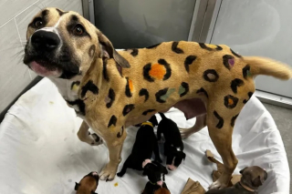 Illustration de l'article : Sous une chaleur écrasante, une chienne allaitait ses 9 chiots le corps recouvert de motifs léopard jusqu’à l’intervention d’une association