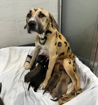 Illustration de l'article : Sous une chaleur écrasante, une chienne allaitait ses 9 chiots le corps recouvert de motifs léopard jusqu’à l’intervention d’une association