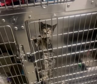 Illustration de l'article : Elle se rend au refuge pour adopter un animal en particulier, mais un chat bavard et avide d'attention bouleverse ses plans (vidéo)