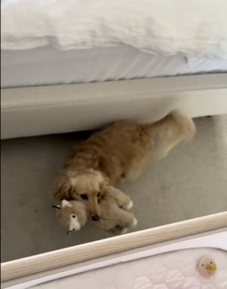 Illustration de l'article : Très épris du bébé de ses propriétaires, ce gentil chien lui offre tous les matins un objet cher à son coeur (vidéo)