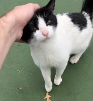 Illustration de l'article : Une chatte errante refuse de faire confiance au bénévole qui veut l'aider jusqu'à ce qu'il prononce le mot magique (vidéo)