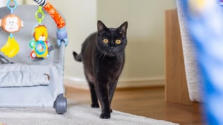 Illustration de l'article : À 17 ans, ce chat offre un réconfort inespéré à une maman touchée par la dépression postnatale (vidéo)