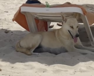 Illustration de l'article : Les vacances au soleil d’une jeune femme se transforment en une mission de sauvetage déchirante lorsqu'elle rencontre une famille canine en détresse (vidéo)