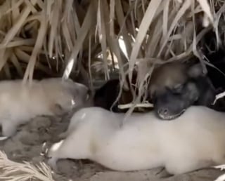 Illustration de l'article : Les vacances au soleil d’une jeune femme se transforment en une mission de sauvetage déchirante lorsqu'elle rencontre une famille canine en détresse (vidéo)
