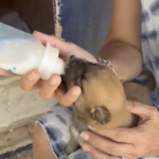 Illustration de l'article : Les vacances au soleil d’une jeune femme se transforment en une mission de sauvetage déchirante lorsqu'elle rencontre une famille canine en détresse (vidéo)