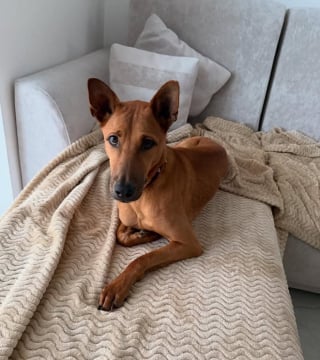 Illustration de l'article : Brisé par un accident, ce chien a défié tous les pronostics et court à nouveau vers la vie (vidéo)