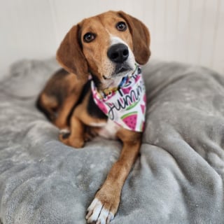 Illustration de l'article : Ses chiots ayant tous été adoptés, cette chienne épuisée par l'errance et la maternité découvre à son tour l'amour d'un foyer
