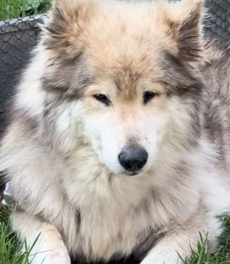 Illustration de l'article : Cette chienne de 14 ans, aveugle et sourde, reconnaît sa maîtresse sans avoir besoin de la voir ou de l’entendre (vidéo)