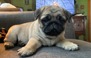 Illustration de l'article : Une femme place son nouveau chien dans les bras de son père qui n’en voulait pas et son visage s’illumine (vidéo) 