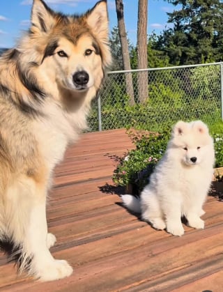 Illustration de l'article : Un grand chien qui a du mal à se faire des amis tombe instantanément amoureux de sa nouvelle petite sœur canine (vidéo) 