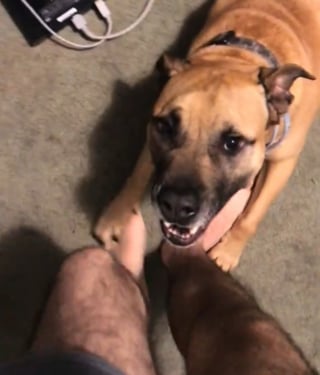 Illustration de l'article : Un chien autrefois si turbulent qu'il "terrorisait" son maître devient un vieux compagnon apaisé et débordant d'affection (vidéo)