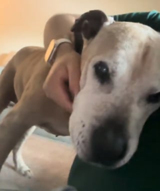 Illustration de l'article : Un chien autrefois si turbulent qu'il "terrorisait" son maître devient un vieux compagnon apaisé et débordant d'affection (vidéo)